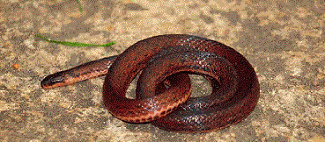 Descubren-en-Venezuela-08